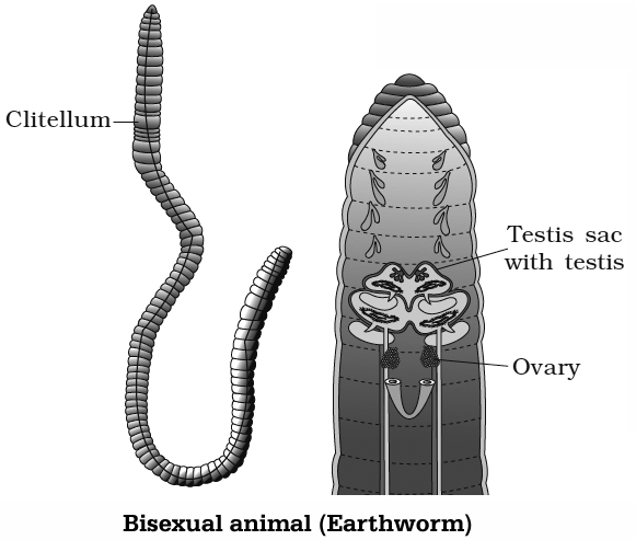 events in sexual reproduction Notes NCERT Solutions for CBSE Class 12  Biology : EduMple