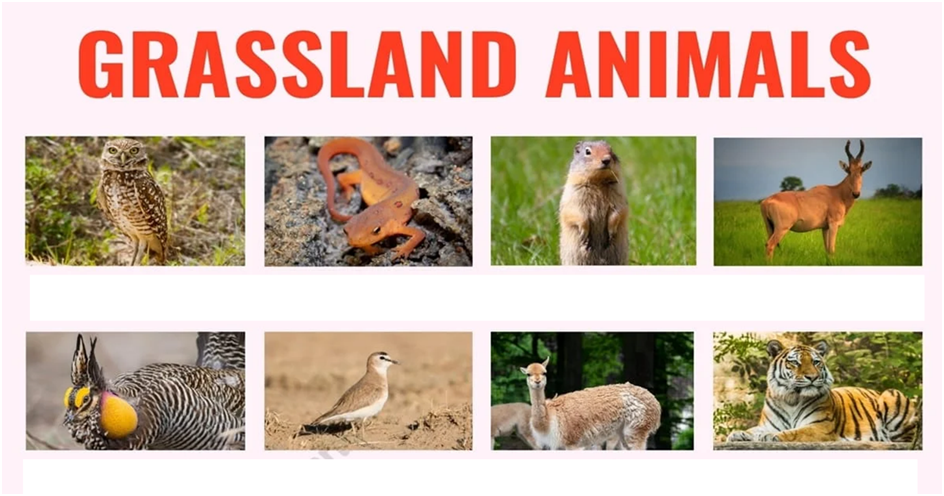 2. Adaptation in Terrestrial animals Notes None for Class 4 Science :  EduMple