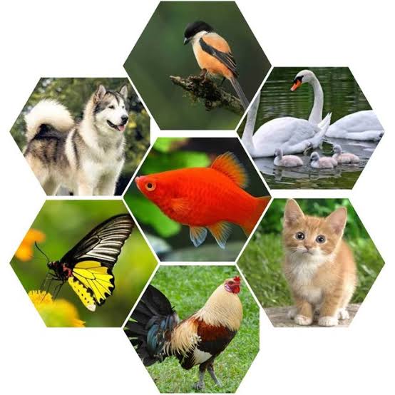 Chapter 3: Adaptations in Animals); Types of animals based on habitat Notes  None for Class 4 Science : EduMple