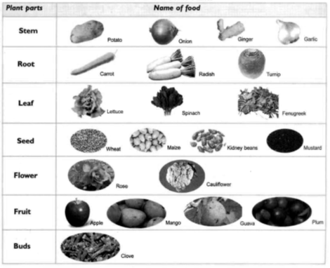 Plant Parts and Animal Products as Food Notes NCERT Solutions for CBSE  Class 6 Science : EduMple