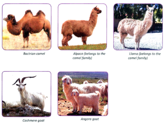 Wool Notes NCERT Solutions for CBSE Class 7 Science : EduMple