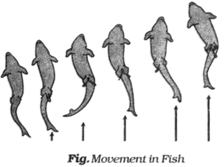 Movement In Different Animals (Part -2) Notes NCERT Solutions for CBSE Class  6 Science : EduMple