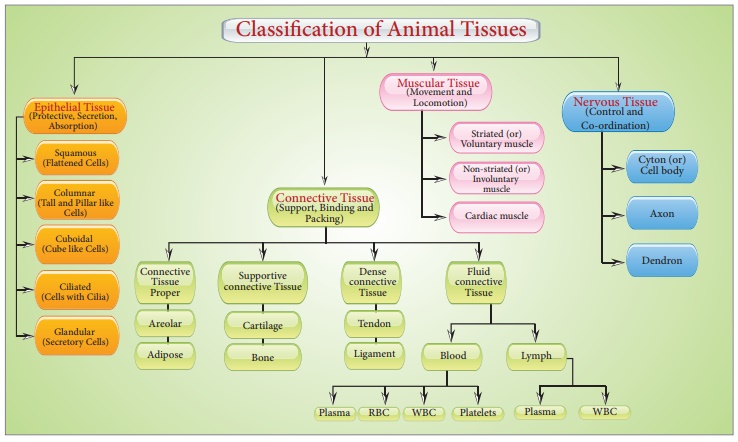 Animal Tissues Notes NCERT Solutions for CBSE Class 11 Biology : EduMple