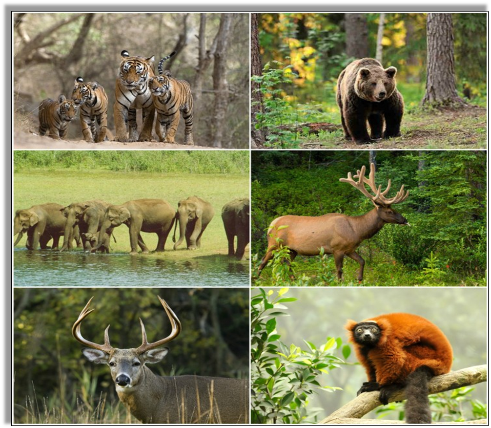Conservation of Forest and Wildlife Notes NCERT Solutions for CBSE Class 8  Science : EduMple