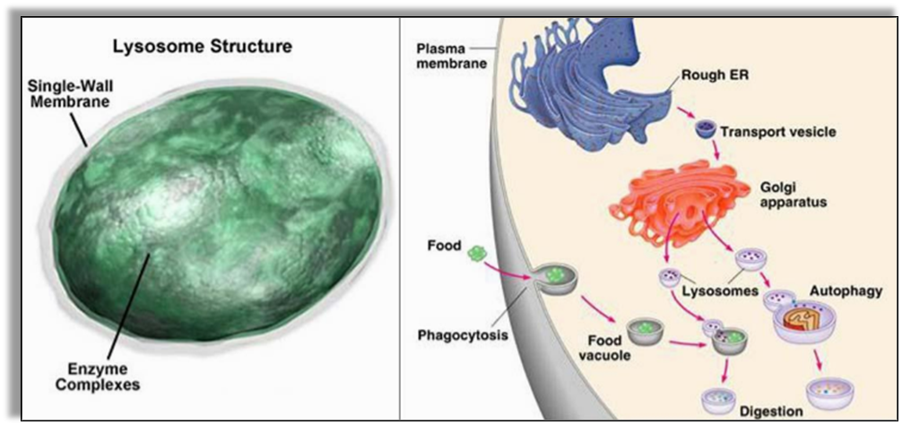 Ферменты лизосом клетки. Строение структура лизосомы. Лизосома без подписей. Лизосомы человека