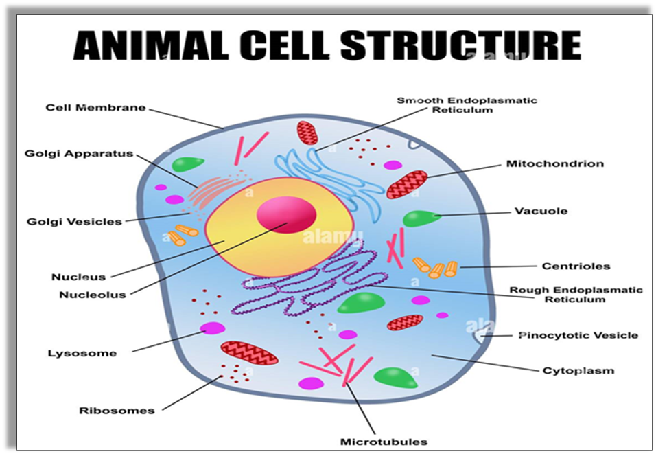 Parts of the Cell Notes NCERT Solutions for CBSE Class 8 Science : EduMple