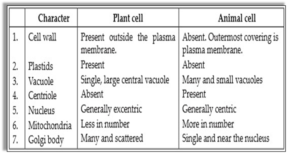 Comparison of Plants and Animals Cells Notes NCERT Solutions for CBSE Class  8 Science : EduMple