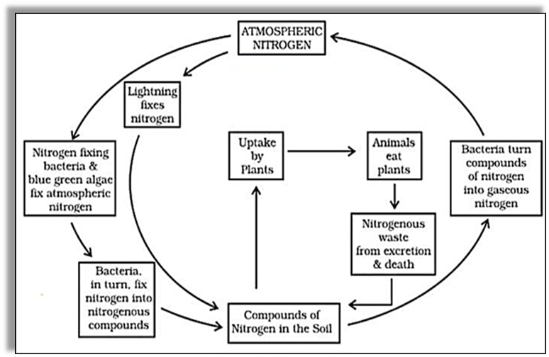 Nitrogen cycle Notes NCERT Solutions for CBSE Class 8 Science : EduMple