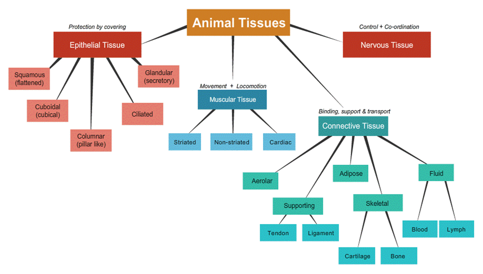 3. Animal Tissues Notes NCERT Solutions for CBSE Class 9 Science : EduMple